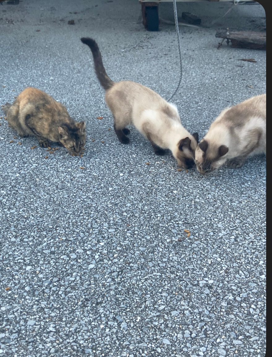 地域(観光の島)で生きる猫たちにご飯を！