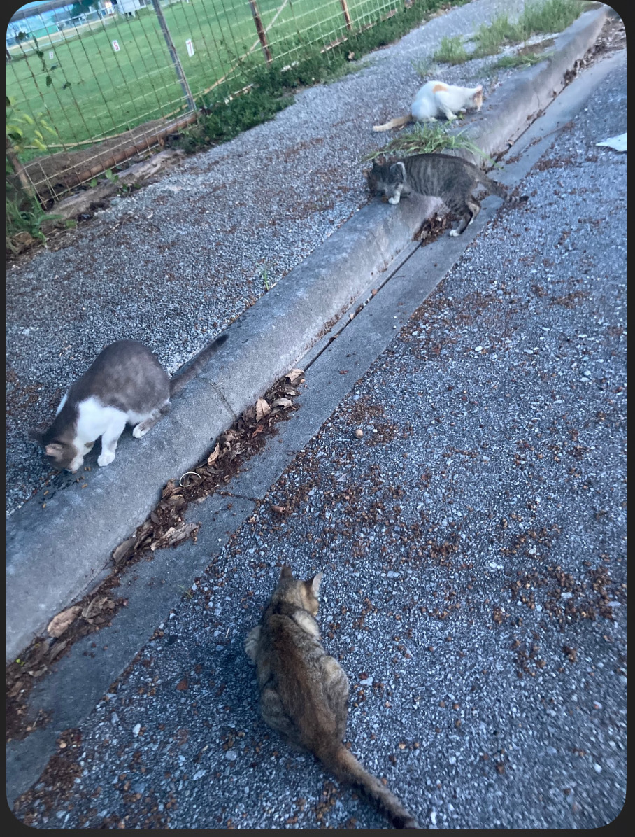 地域(観光の島)で生きる猫たちにご飯を！