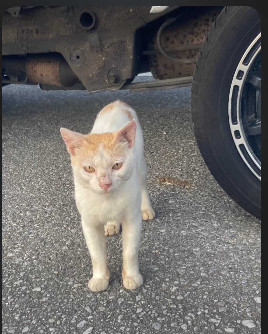 地域(観光の島)で生きる猫たちにご飯を！